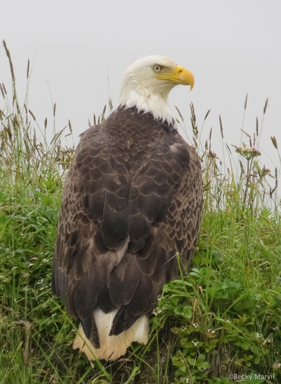 Bald Eagle - finally one that wasn't so straggly