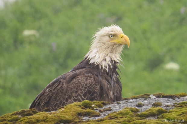Bald Eagle - all wet from the drizzle