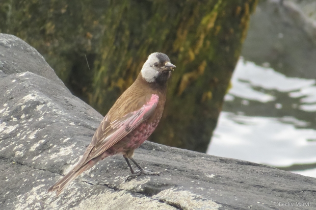 ALASKA - Gray-crowned Rosy-Finch, July 2015, Dutch Harbor (5)
