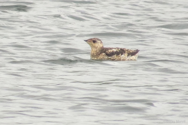 Kittlitz's Murrelet - this was by far the most common one seen from shore