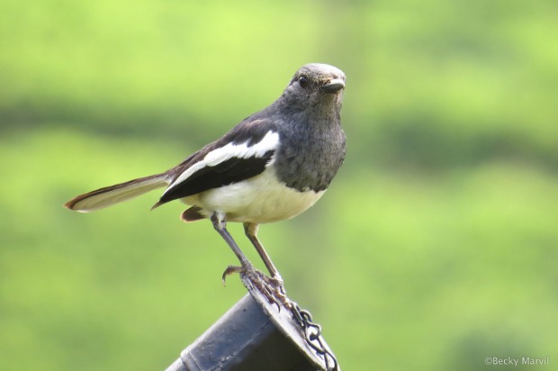 Oriental Magpie-Robin (female)