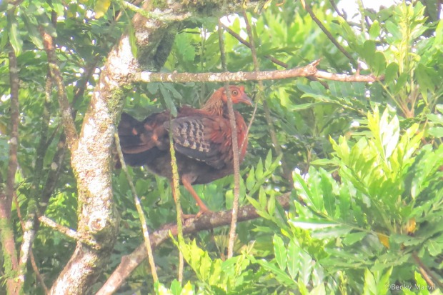 Sri Lanka Junglefowl (female) - The National bird